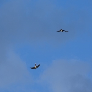 Falco cenchroides at Garran, ACT - 2 Mar 2019 07:05 PM