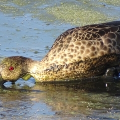 Anas gracilis (Grey Teal) at Fyshwick, ACT - 1 Mar 2019 by roymcd