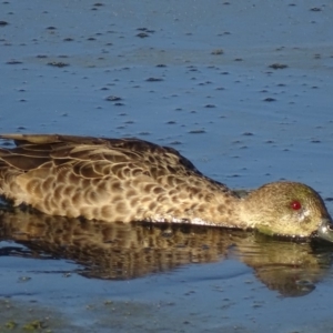 Anas gracilis at Fyshwick, ACT - 1 Mar 2019