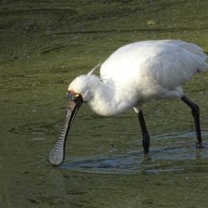 Platalea regia at Fyshwick, ACT - 1 Mar 2019