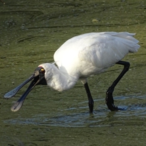 Platalea regia at Fyshwick, ACT - 1 Mar 2019