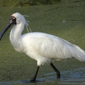 Platalea regia at Fyshwick, ACT - 1 Mar 2019