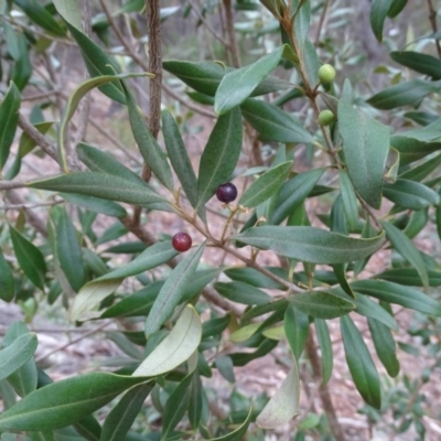 Olea europaea subsp. cuspidata (African Olive) at Isaacs Ridge and Nearby - 17 Mar 2019 by Mike