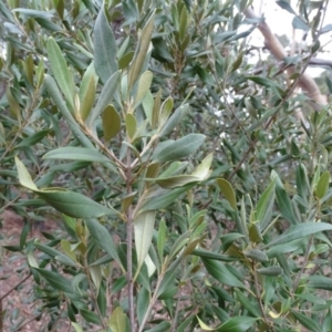 Olea europaea subsp. cuspidata at Isaacs, ACT - 17 Mar 2019 05:16 PM