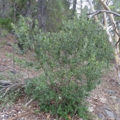 Olea europaea subsp. cuspidata at Isaacs, ACT - 17 Mar 2019