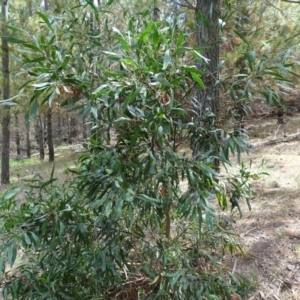 Acacia melanoxylon at Isaacs, ACT - 15 Mar 2019 12:51 PM