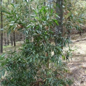 Acacia melanoxylon at Isaacs, ACT - 15 Mar 2019