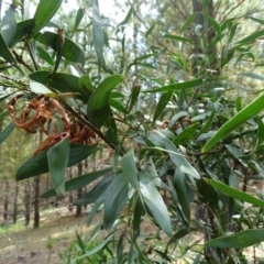 Acacia melanoxylon at Isaacs, ACT - 15 Mar 2019