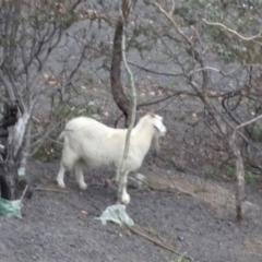 Capra hircus (Goat) at Jerrabomberra, ACT - 19 Mar 2019 by Mike