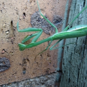 Pseudomantis albofimbriata at Isaacs, ACT - 17 Mar 2019 06:11 PM