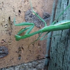 Pseudomantis albofimbriata (False garden mantis) at Isaacs, ACT - 17 Mar 2019 by Mike