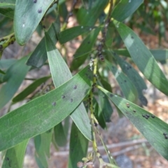 Unidentified Scale insect or Mealybug (Hemiptera, Coccoidea) at Isaacs, ACT - 15 Mar 2019 by Mike