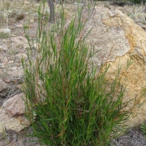 Dodonaea viscosa subsp. angustissima at Isaacs, ACT - 15 Mar 2019