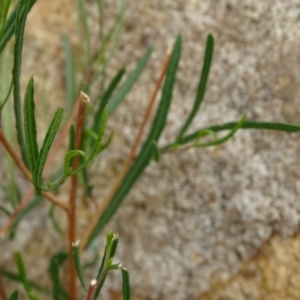 Dodonaea viscosa subsp. angustissima at Isaacs, ACT - 15 Mar 2019
