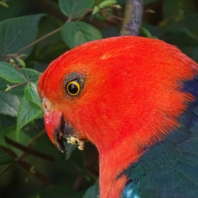 Alisterus scapularis (Australian King-Parrot) at ANBG - 1 Dec 2018 by roymcd