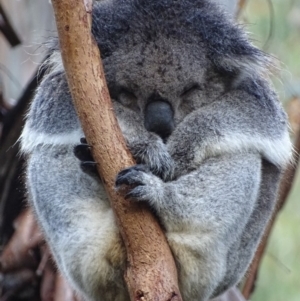 Phascolarctos cinereus at Paddys River, ACT - suppressed