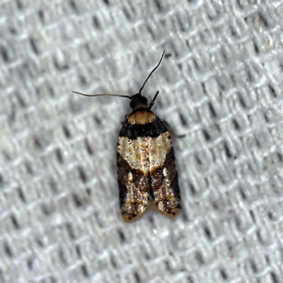 Clarana clarana (A Tortricid moth) at O'Connor, ACT - 24 Feb 2019 by ibaird