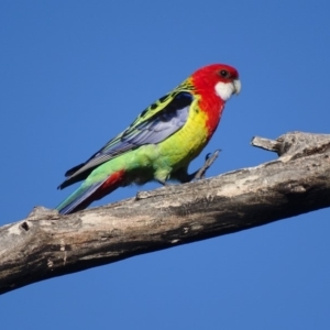 Platycercus eximius at Garran, ACT - 19 Sep 2018