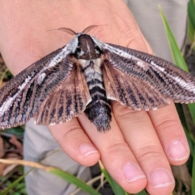 Endoxyla encalypti (Wattle Goat Moth) at ANBG - 18 Mar 2019 by HelenCross