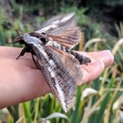 Endoxyla encalypti at Acton, ACT - 19 Mar 2019