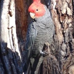 Callocephalon fimbriatum (Gang-gang Cockatoo) at Hughes Garran Woodland - 19 Sep 2018 by roymcd