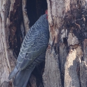 Callocephalon fimbriatum at Garran, ACT - suppressed