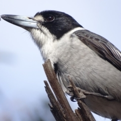 Cracticus torquatus (Grey Butcherbird) at Red Hill to Yarralumla Creek - 20 Sep 2018 by roymcd