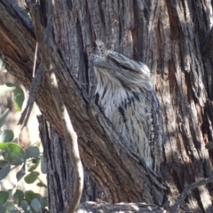 Podargus strigoides (Tawny Frogmouth) at Hughes Garran Woodland - 19 Sep 2018 by roymcd