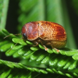 Cadmus sp. (genus) at Stromlo, ACT - 13 Mar 2019