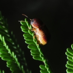 Cadmus sp. (genus) at Stromlo, ACT - 13 Mar 2019