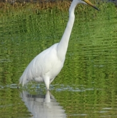 Ardea alba (Great Egret) at Fyshwick, ACT - 7 Jan 2019 by roymcd