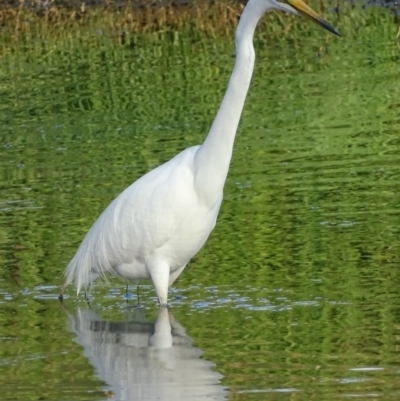 Ardea alba (Great Egret) at Fyshwick, ACT - 7 Jan 2019 by roymcd