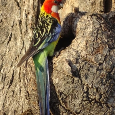 Platycercus eximius (Eastern Rosella) at Red Hill, ACT - 27 Dec 2018 by roymcd