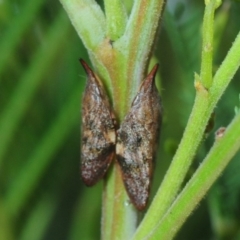 Philagra parva (Beaked spittlebug) at Stromlo, ACT - 12 Mar 2019 by Harrisi