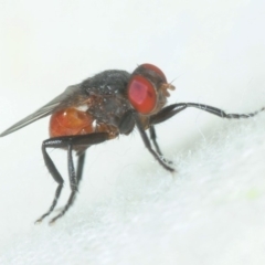 Psilota rubra (Red-tailed hoverfly) at Stromlo, ACT - 13 Mar 2019 by Harrisi