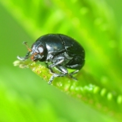 Ditropidus sp. (genus) (Leaf beetle) at Stromlo, ACT - 12 Mar 2019 by Harrisi