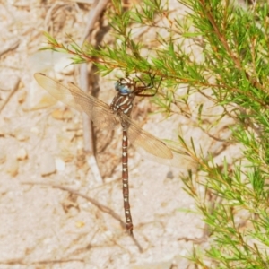 Austroaeschna unicornis at Paddys River, ACT - 15 Mar 2019 11:56 AM