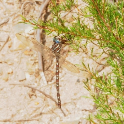 Austroaeschna unicornis (Unicorn Darner) at Paddys River, ACT - 15 Mar 2019 by Harrisi