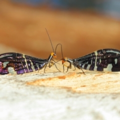 Porismus strigatus (Pied Lacewing) at ANBG - 18 Mar 2019 by TimL