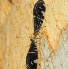 Porismus strigatus at Acton, ACT - 18 Mar 2019 01:32 PM