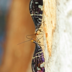 Porismus strigatus at Acton, ACT - 18 Mar 2019 01:32 PM