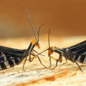 Porismus strigatus at Acton, ACT - 18 Mar 2019 01:32 PM