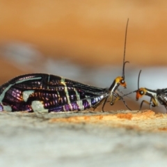 Porismus strigatus at Acton, ACT - 18 Mar 2019 01:32 PM