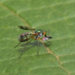 Dolichopodidae (family) (Unidentified Long-legged fly) at ANBG - 18 Mar 2019 by TimL