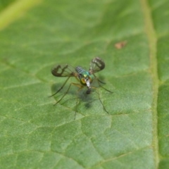 Dolichopodidae (family) at Acton, ACT - 18 Mar 2019