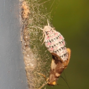 Anestia (genus) at Acton, ACT - 18 Mar 2019