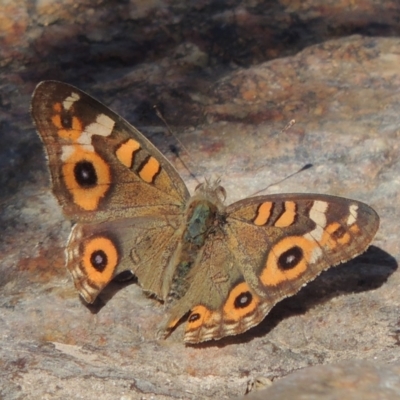 Junonia villida (Meadow Argus) at Paddys River, ACT - 20 Feb 2019 by michaelb