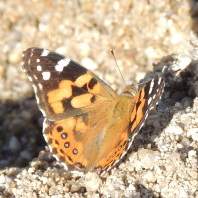 Vanessa kershawi (Australian Painted Lady) at Paddys River, ACT - 20 Feb 2019 by michaelb