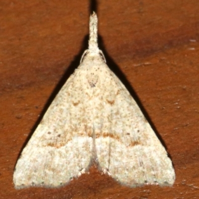 Trigonistis asthenopa (Tiny Snout) at Rosedale, NSW - 16 Mar 2019 by jb2602