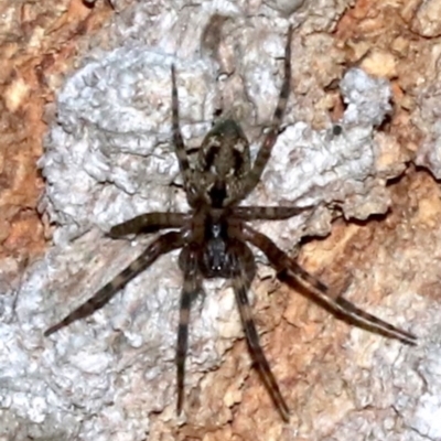 Unidentified Other hunting spider at Guerilla Bay, NSW - 15 Mar 2019 by jb2602